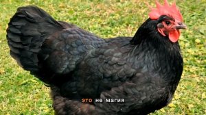 НЕ покупай этих кур весной! К январю потеряешь половину стада (топ-10 для новичка)