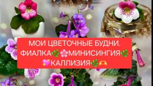 МОИ ЦВЕТОЧНЫЕ БУДНИ. 🌸💕ФИАЛКА🌷🍀 МИНИСИНГИЯ 💖🌿КОЛЛИЗИЯ🌼🍀