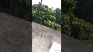 Пчелы-убийцы Часть 3. Новый улей.