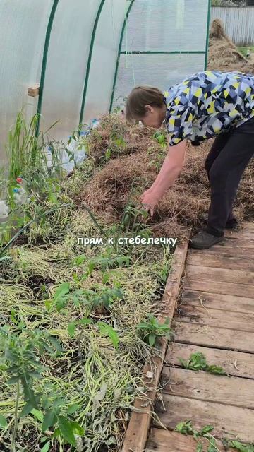 Как мульчировать помидоры в теплице