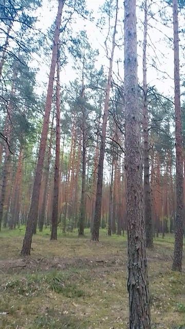 Владимирский лес 17.05.2026..+25°