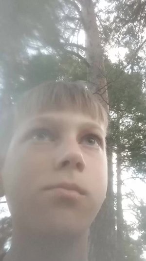 Красивый лес