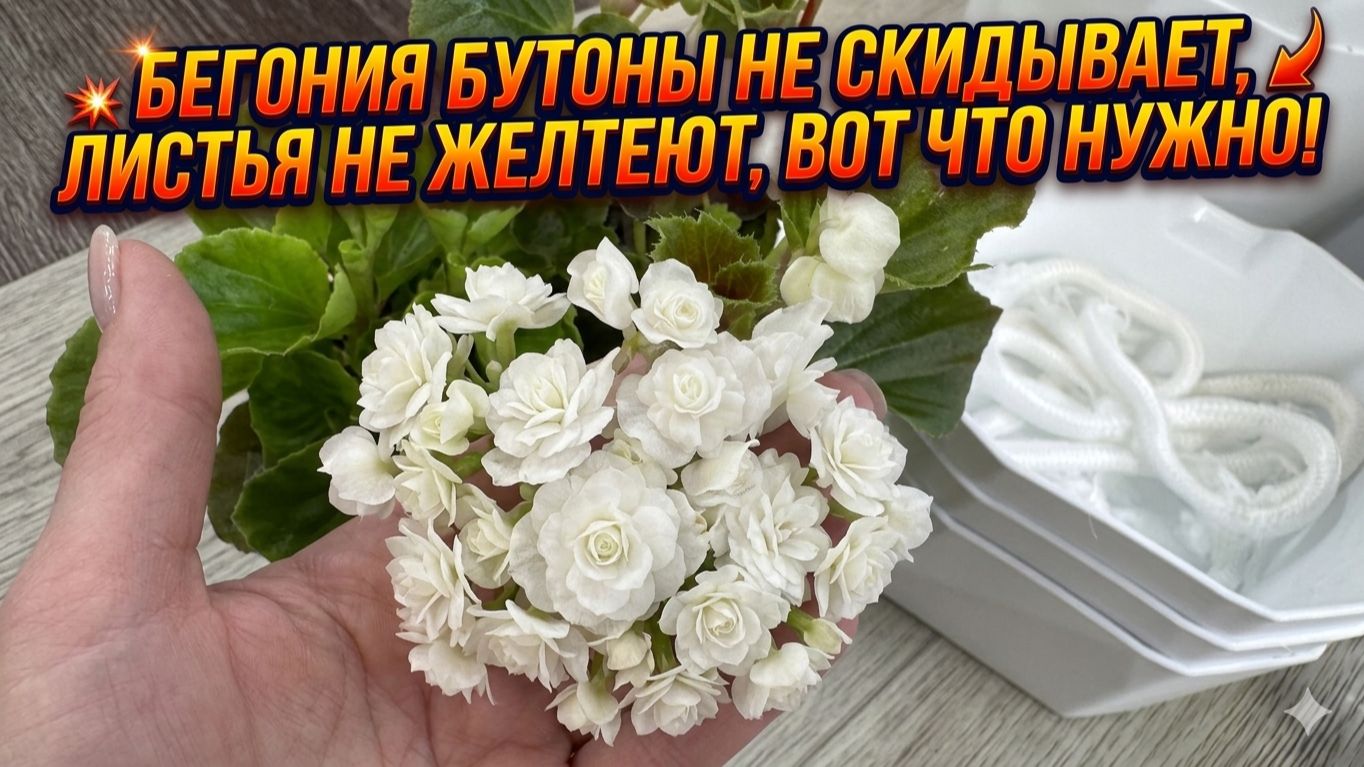 Бегония бутоны не скидывает, листья не желтеют, вот что нужно!