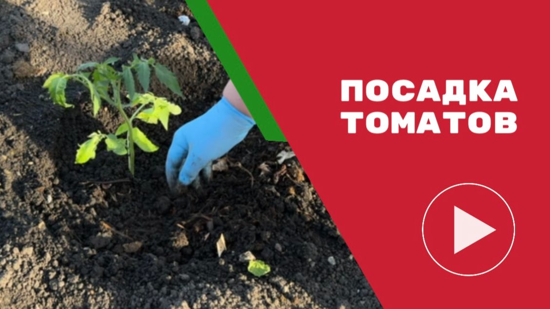 Что положить в лунку при посадке томатов в грунт: секреты богатого урожая