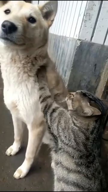 Video-86082881_456255799