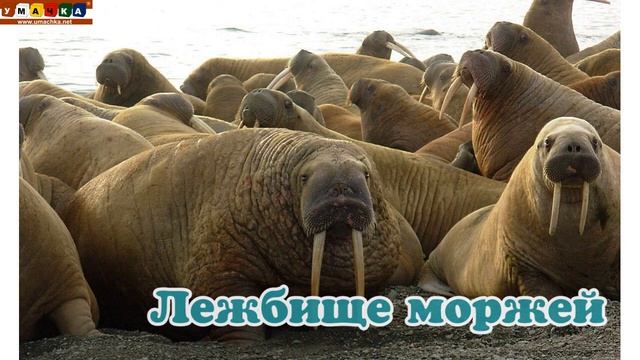 173. Логопедическое видео -  Развивающее видео. Логопедия. Буква Щ.