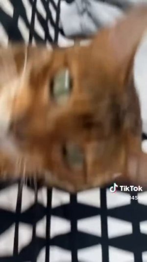 Мой фараончик  #алиса #кошка #cat