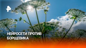 В России начали бороться с борщевиком с помощью нейросетей