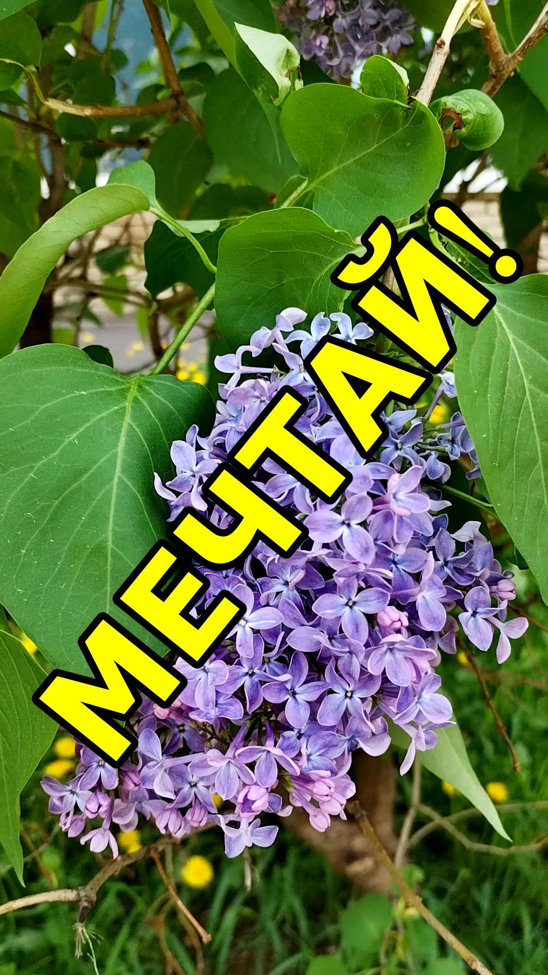МЕЧТАЙ✨