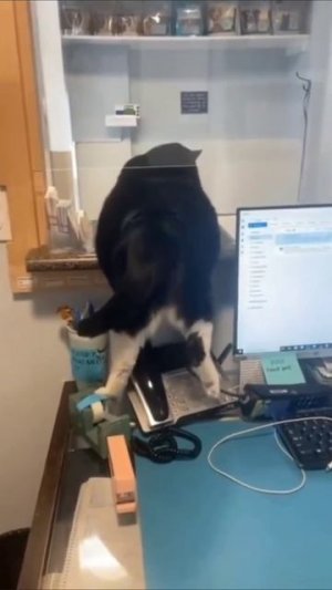 Работник года
#котики #смешныекотики #кот
#кошка #работа #касса