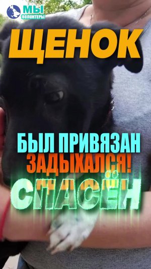 Щенок в Белых Носочках, 4-5мес: БЫЛ ОБМОТАН и ПРИВЯЗАН к забору подонками.. Спасён, СРОЧНО ИЩЕМ ДОМ!