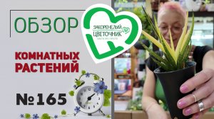 Распаковка растений и обзор. Сансевиерии на все вкусы, леписмиум, хомаломены, глоксинии, пальмы №165