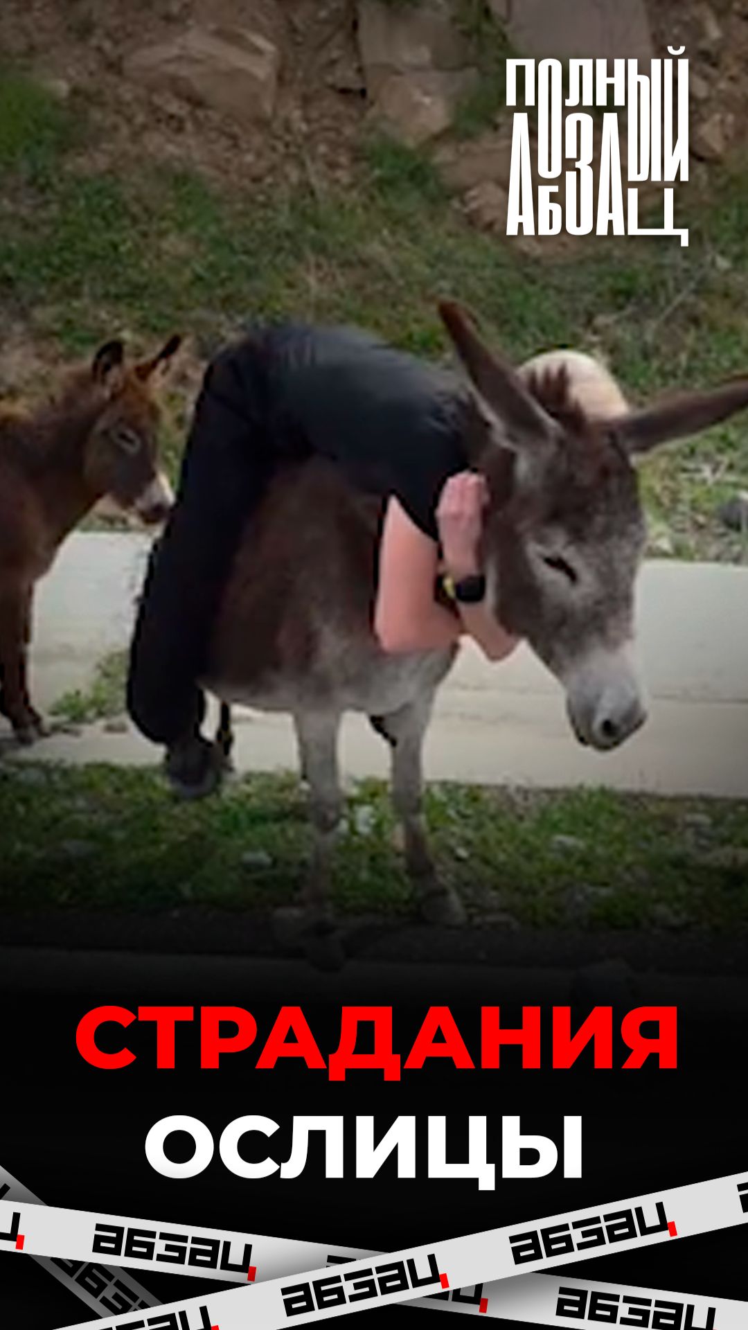 Туристка залезла на беременную ослицу и пинала в живот