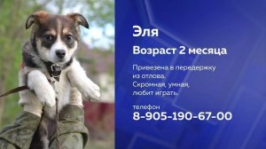 Собаки на передержке ищут любящих хозяев