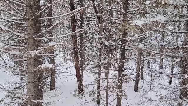 ГРОЗА ВОЛКОВ И БРАКОНЬЕРОВ