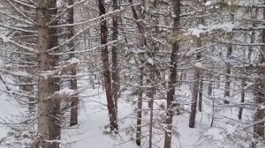 ГРОЗА ВОЛКОВ И БРАКОНЬЕРОВ