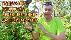 Одна ПОДКОРМКА перед цветением и ВИНОГРАД даст вам рекордный урожай 🍇