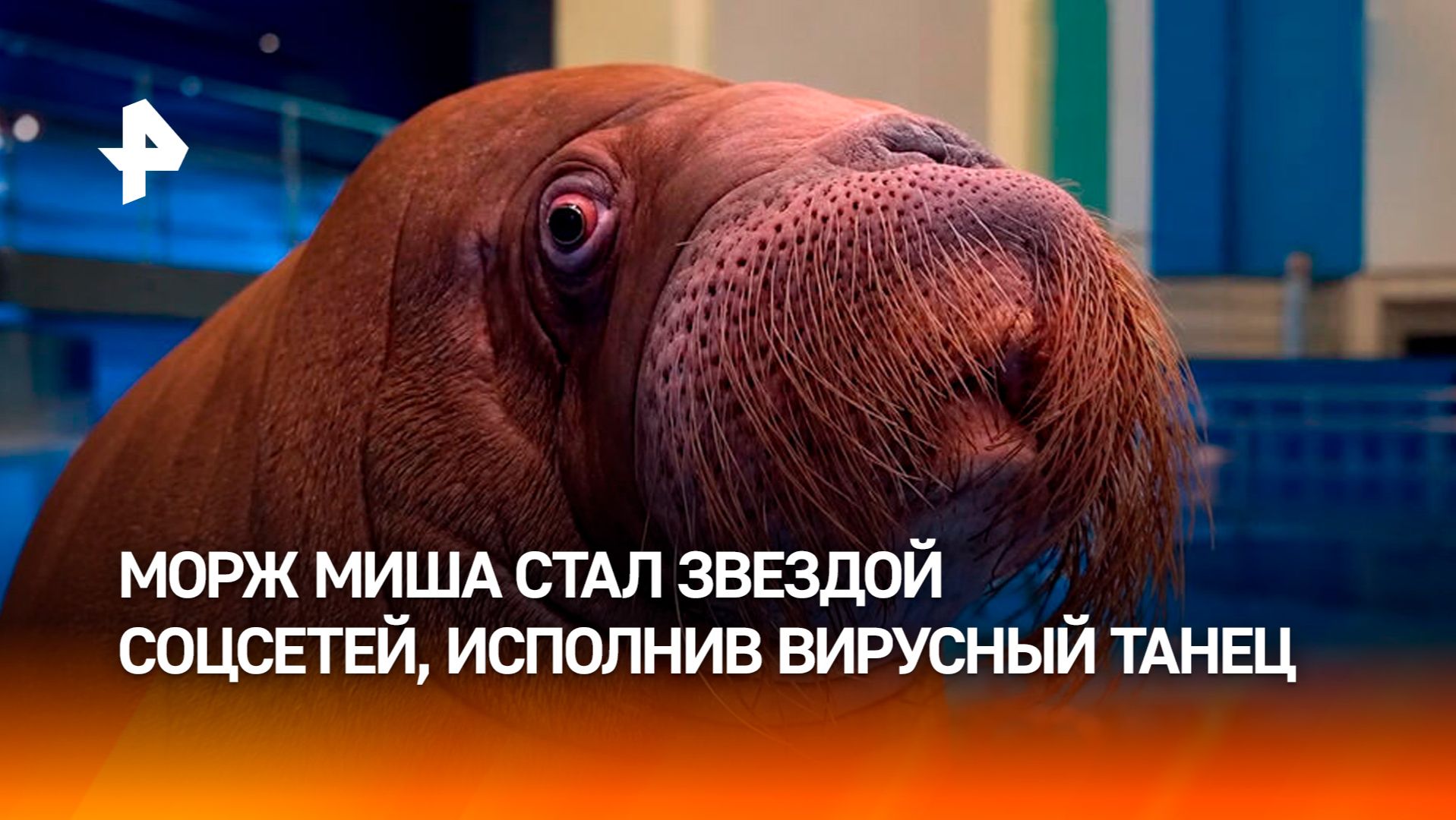 Морж Миша исполнил завирусившийся танец и стал звездой Сети