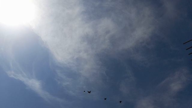 Николаевские голуби Молодые 2026  г