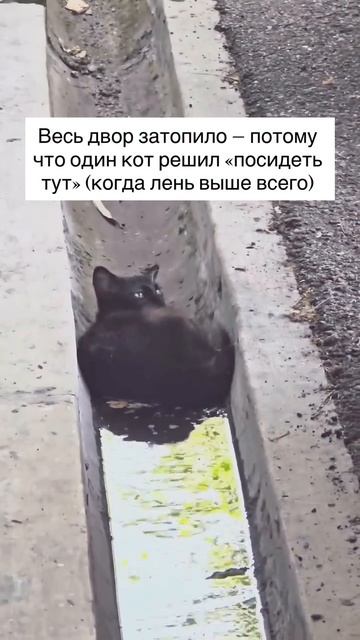 КотоДамба