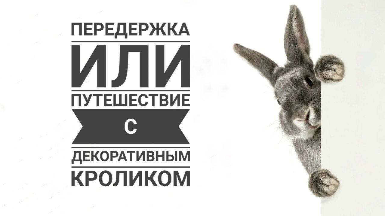 Передержка или путешествие с кроликом. Часть I - передержка