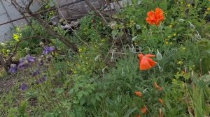 Наш сад и огород.🏡 🌹🌹🌹🍅🍅🍅