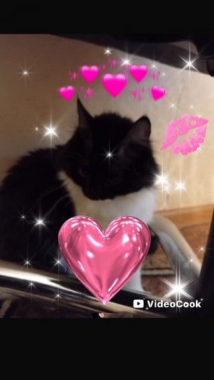 Я люблю мою кошку ❤️❤️❤️❤️