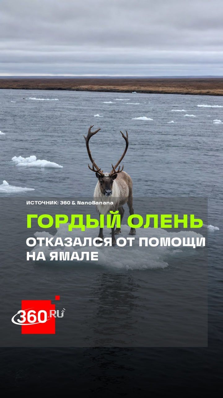 Сам себя спас: храбрый олень на льдине удивил ямальцев
