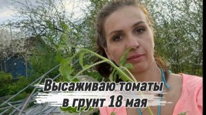 Высаживаю томаты быстро и без заморочек