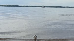 Чайки стонут