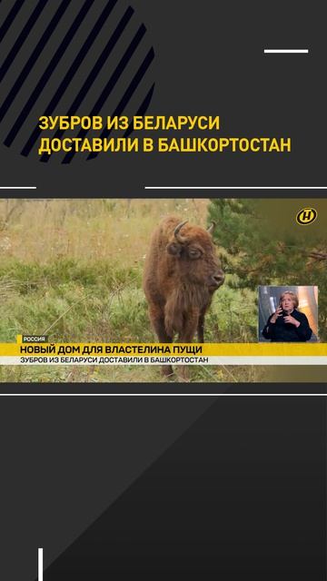 Зубров из Беларуси доставили в Башкортостан