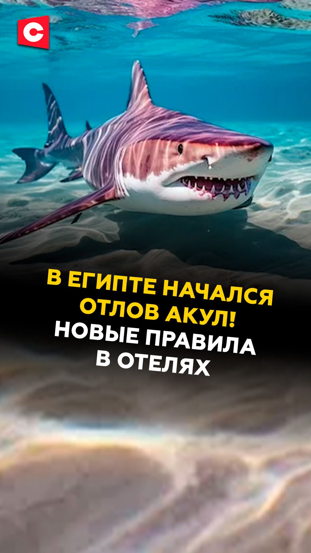 В Египте начался отлов акул! Новые правила в отелях #египет #новости #туризм #ств