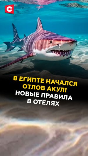 В Египте начался отлов акул! Новые правила в отелях #египет #новости #туризм #ств
