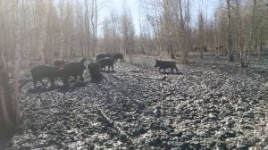 Охота на Кабана 🐗