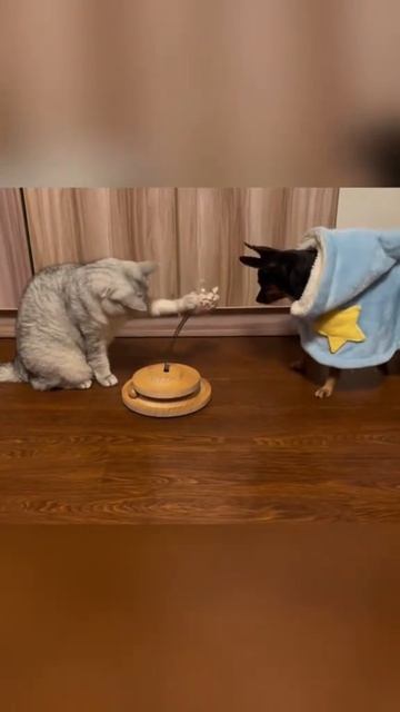 Игривые котики и собачки😉