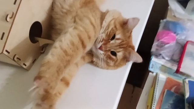 Кот МУРЫШ на подо́коннике
