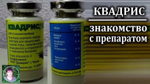 Квадрис против болезней растений: как правильно применять фунгицид и спасти урожай
