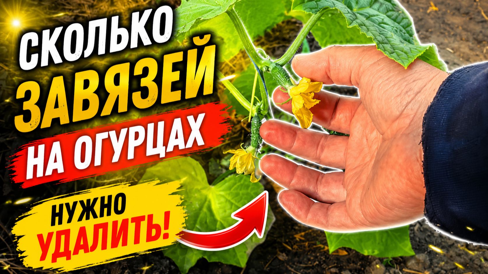 Сколько завязей на огурцах нужно удалить после высадки, что бы не потерять урожай.