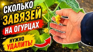 Сколько завязей на огурцах нужно удалить после высадки, что бы не потерять урожай.