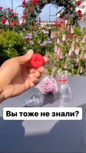 Легкий метод выращивания новых роз собственными силами