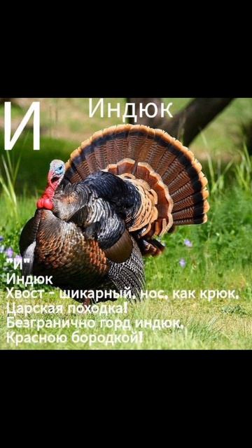 Буква И Индюк