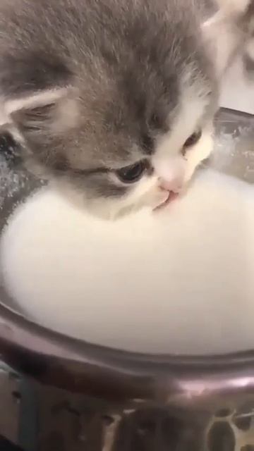 Клип @meowtaverse