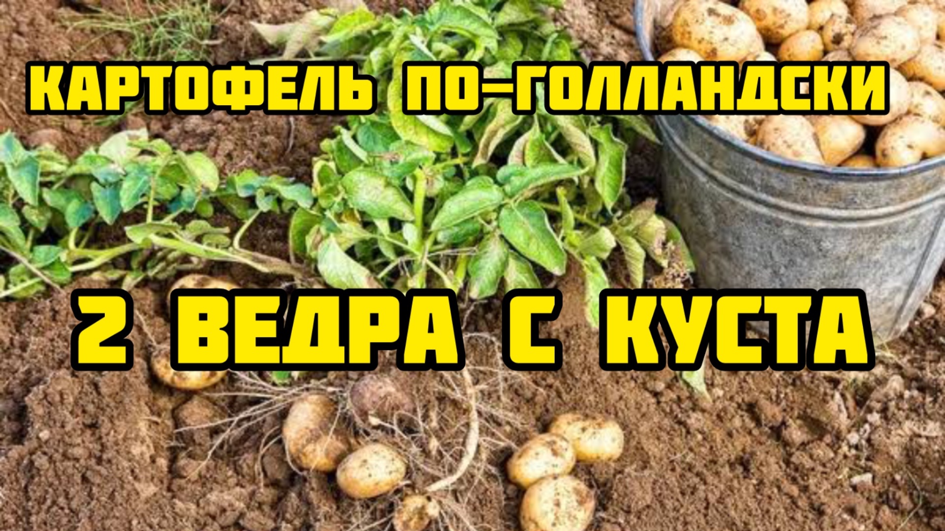 Картофель по-голландски: 2 ведра с куста! Ошибка, которую мы повторяем годами