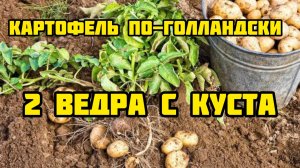 Картофель по-голландски: 2 ведра с куста! Ошибка, которую мы повторяем годами