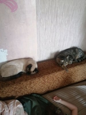 ещё стрим от меня!!!