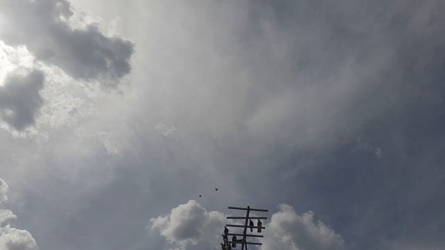 Николаевские голуби немного полетали