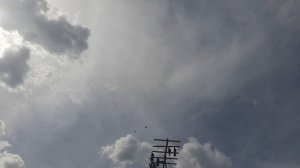 Николаевские голуби немного полетали