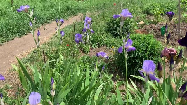 19.05.2026 Цветник у дома