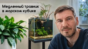 Травник в морском комплекте. Как всё организовано