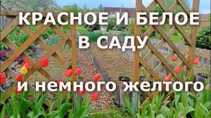 Красное и Белое в саду (май 2026)